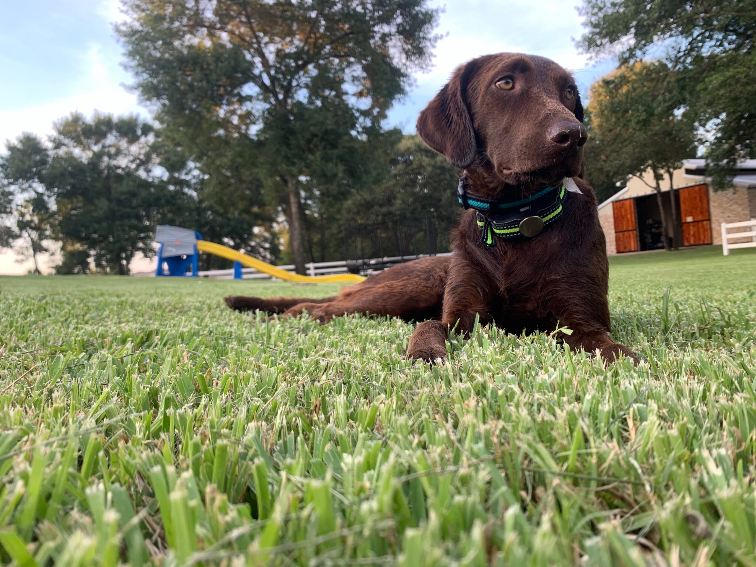 Brown Lab Laying In the Grass