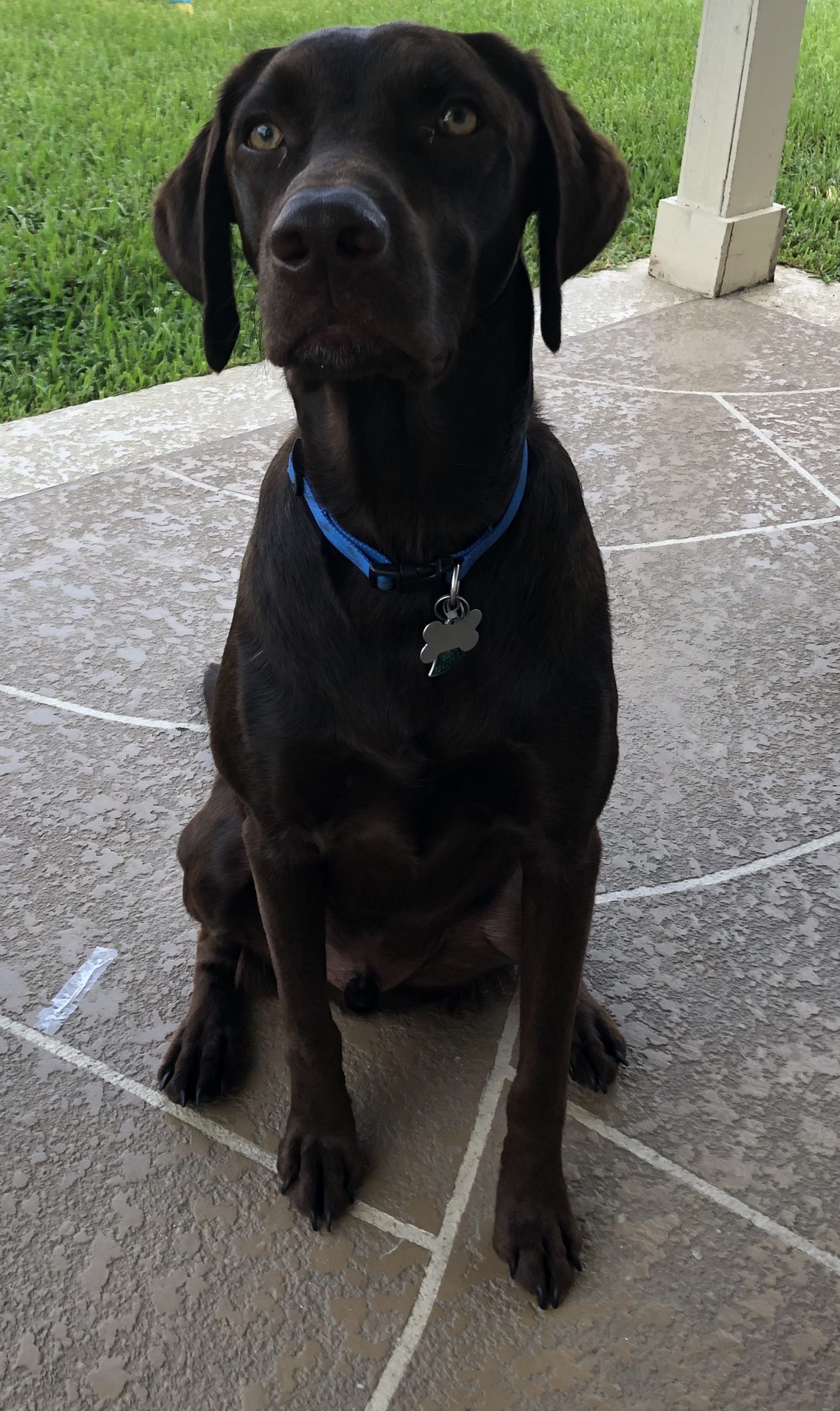 Brown lab sitting in an outdoor patio