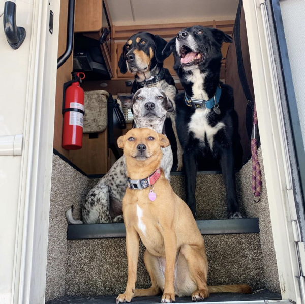 Four dogs sitting on steps of an RV